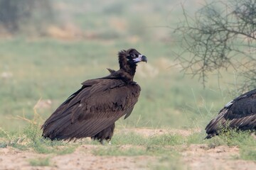 cinereous vulture (Aegypius monachus), the largest Old World vulture, at desert national park, Rajasthan