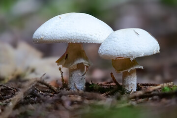 Dünnfleischigere Anischampignon (AGARICUS SILVICOLA)