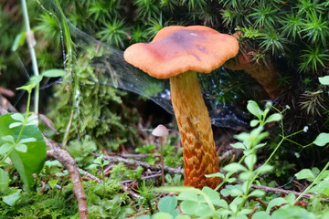 Spitzbuckeliger Rauhkopf (CORTINARIUS rubellus)