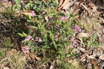 Paper Flower (Thomasia petalocalyx) shrub in flower growing wild in South Australian bushland.