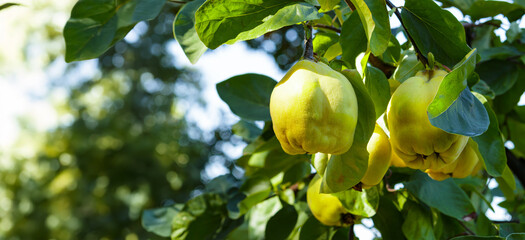 Branch of tree with ripe yellow quince fruits. Selective focus