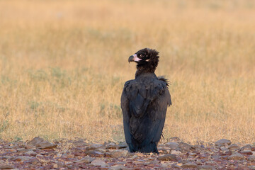 cinereous vulture (Aegypius monachus), the largest Old World vulture, at jorbeer, Rajasthan