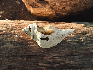 shell on the beach