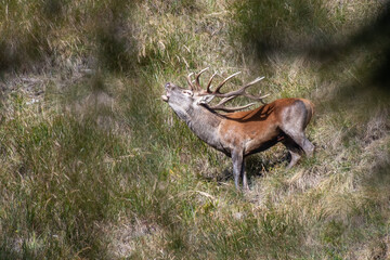 Rutting red deer stag (Cervus elaphus). Wild animal taken standing in an alpine prairie through blurred tree leaves. Alps, Italy. Horizontal. September.