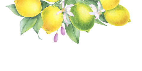 Watercolor drawing of lemons hanging on a branch with green leaves. Botanical illustration.