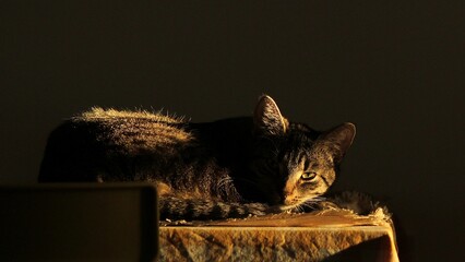 Kot © Rafal