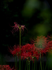 木陰で咲く初秋のヒガンバナ