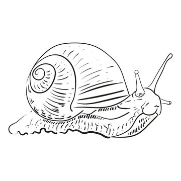 recommend clip art: Grape garden snail with black outline. Vector image for a postcard, illustration, catalog or collection of animals.