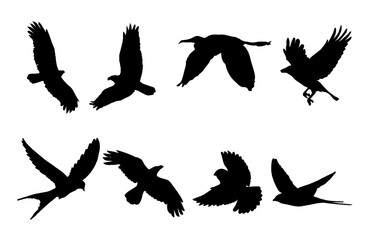 Flying Bird Silhouette illustration Vector
