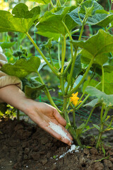Woman putting fertilizer onto soil under plant outdoors, closeup