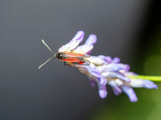 Fotografía Macro