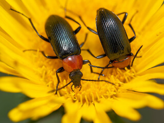 Fotografía Macro