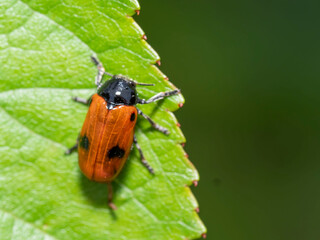 Fotografía Macro
