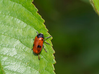 Fotografía Macro