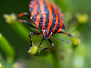 Fotografía Macro