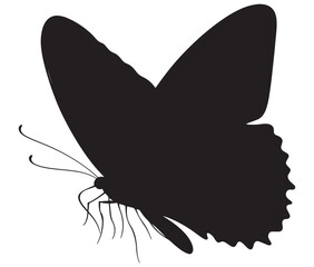 Butterfly silhouette vector, Line art butterfly, Cute butterfly vector