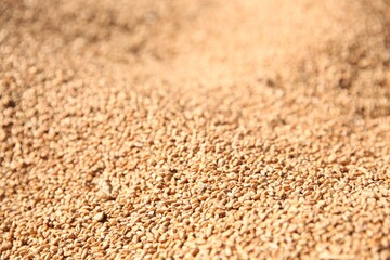 Texture of wheat grains as background, closeup