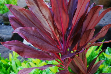 Hawaiian Plant, Ti Leaf in Maui, Hawaii - ハワイの植物 ティーリーフ
