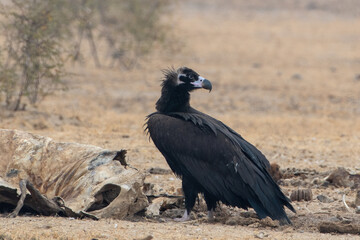 cinereous vulture (Aegypius monachus), the largest Old World vulture, at jorbeer, Rajasthan