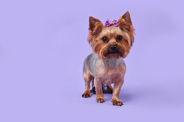 Cute Yorkshire Terrier dog on violet background