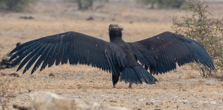 cinereous vulture (Aegypius monachus), the largest Old World vulture, at jorbeer, Rajasthan
