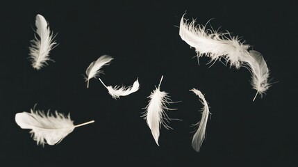 Obraz premium White Feathers Floating on Black Background