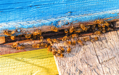 Honey bees gathered in crevice of old wooden beehive. Beekeeping, breeding of honey-bearing insects.