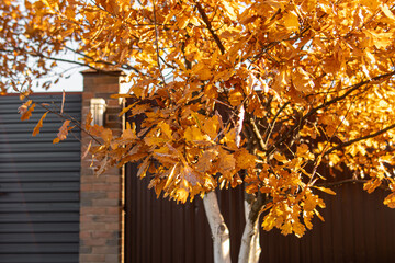 Yellowed oak leaves in autumn. Whitewashing of oak from insects