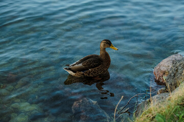 duck on the lake