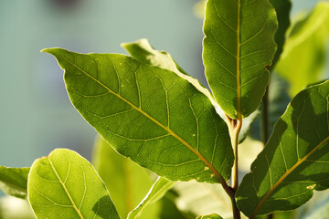 Fresh bay leaf plant growing outdoors in the garden