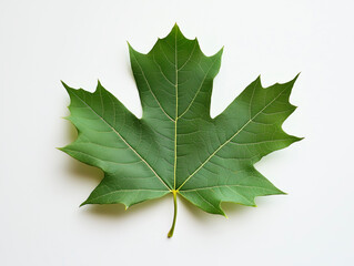 Fototapeta premium Green maple leaf on a white background