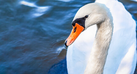 Enlarged elegant white swan swimming in water. Majestic bird. Copy space. Environmental protection.