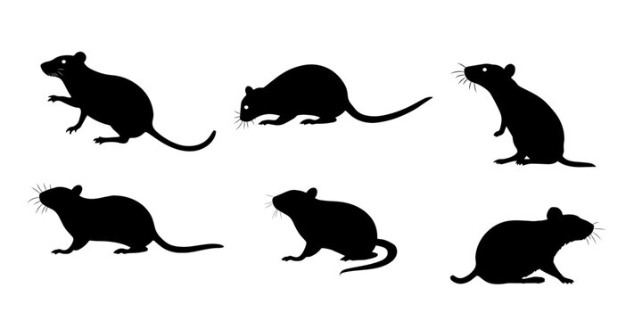 A set of Rat silhouette black color in different sitting and standing style, side pose and playing. Vector