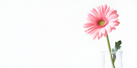 Single pink gerbera flower in a glass vase against a white background