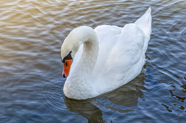 Naklejka premium White swan on lake with dark blue wavy water. Reflection in water. Sunny day. Lake mirror.