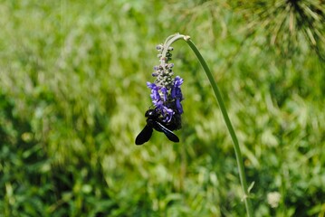 bumblebee on the flower