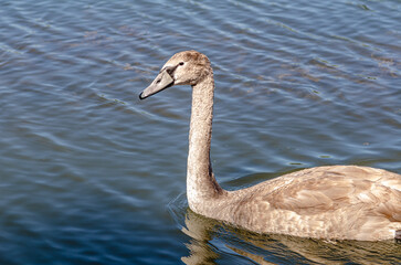 Side view of young gray swan, cute swan head and neck, black beak. Waterfowl in natural environment.