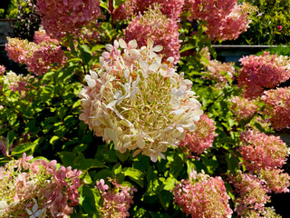 pink hydrangea flowers
