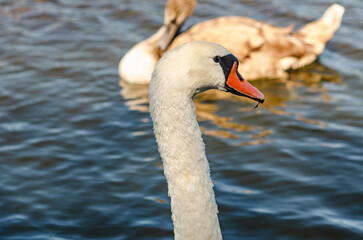 White swan on the blue dark surface of the lake, blur background. Gray waterfowl swims nearby.