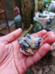 Baby canary bird on hand, 10 days old, growing small black feathers mixed with yellow