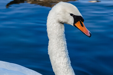 Close-up of a white swan on a blue dark lake. Curved long neck. Wild waterfowl in nature in summer.