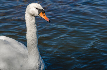 Side view of white swan on blue dark lake. Curved long neck, orange beak, black eye. Copy space