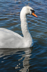 Fototapeta premium Side view of white swan on blue dark lake. Curved long neck. Wild waterfowl in nature in summer.