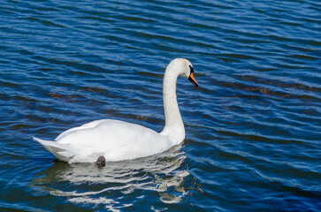 Portrait of a white swan on blue dark lake. Curved long neck. Wild waterfowl swim from the shore.