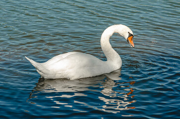 Portrait of white swan on blue lake. Curved long neck. Wild waterfowl with water dripping from beak.
