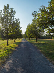 Obraz premium Rural country road, alley with green maple trees. Golden hour sunlight, clear blue sky. Romantic summer scene, diminishing perspective, vertical