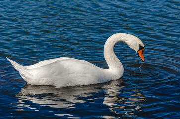 Portrait of white swan on blue lake. Curved long neck. Wild waterfowl with water dripping from beak.