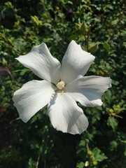 White lily flower