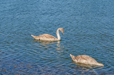 Two swans on dark water. One of them, gray swan dives in search of food in shallow, clear river.