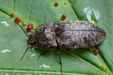 Mausgraue Schnellkäfer - Agrypnus murinus